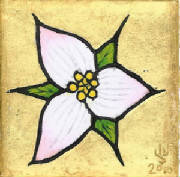 Trillium3.jpg