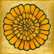 marigold08.jpg